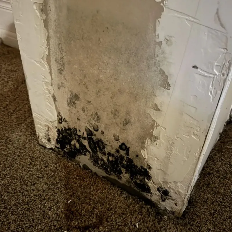 Professional Mold Removal in Grayson, KY